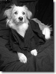 Chinese Crested Dog