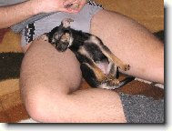 Chinese Crested Dog