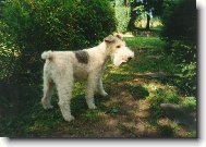 Fox Terrier Wire