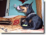 Dobermann, Doberman