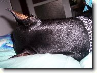 Dobermann, Doberman