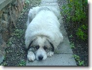 Chien de Montagne des Pyrnes