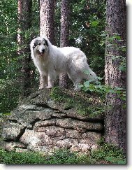 Chien de Montagne des Pyrnes