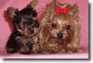 Jorkšírský terier, Yorkshire Terrier,