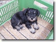 Zwergschnauzer, Miniature Schnauzer