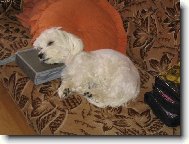 Maltese