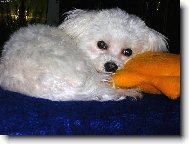 Maltese