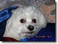 Maltese