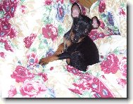 PRAGUE RATTER