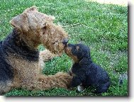 Airedale terier