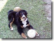 Berner Sennenhund