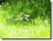 Czechoslovakian wolfdog