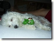 Maltese