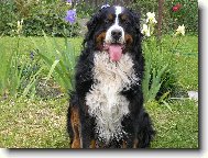 Berner Sennenhund