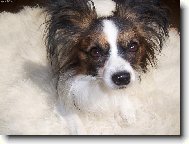 Papillon