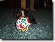 Jorkšírský terier, Yorkshire Terrier,