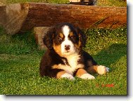 Berner Sennenhund