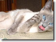 Siamese cat