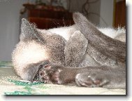 Siamese cat