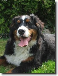 Berner Sennenhund