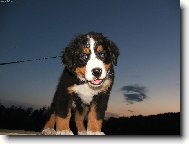 Berner Sennenhund