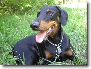 Dobermann, Doberman