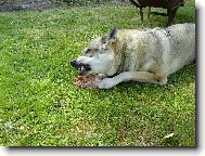 Czechoslovakian wolfdog