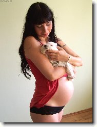 Maltese