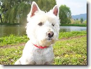 West Highland White Terrier