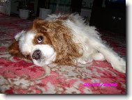 Cavalier King Charles Spaniel