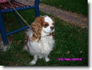 Cavalier King Charles Spaniel