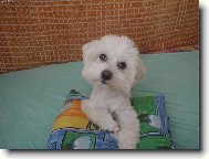 Maltese