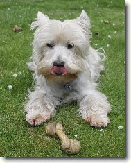 West Highland White Terrier