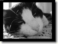 European Shorthair Cat
