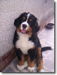 Berner Sennenhund