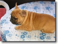 Bouledogue francais, French Bulldog