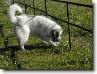 Chien de Montagne des Pyrnes
