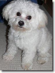 Maltese