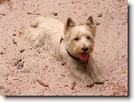 West Highland White Terrier