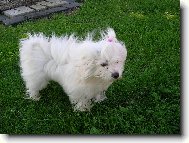 Maltese