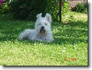 West Highland White Terrier