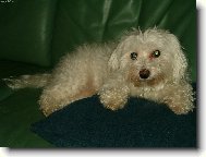 Maltese