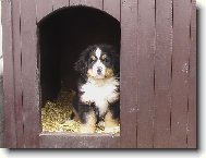 Berner Sennenhund