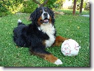 Berner Sennenhund