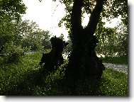 Wallpapers (pc): 462