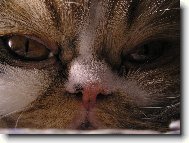 Send postcard: 260